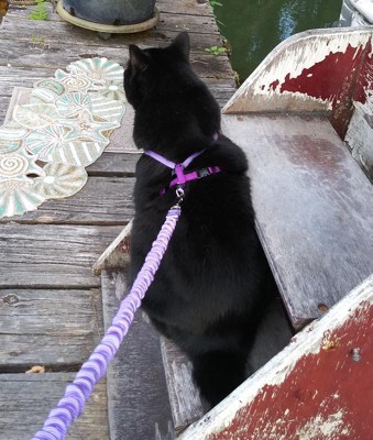 Come With Me Kitty™ Cat Harness & Bungee Leash