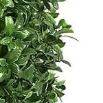 boxwood topiary ball trees