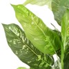 Nature Spring 40 In Artificial Dieffenbachia Plant - image 4 of 4