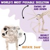 Joyfy 9.8’’ Halloween Posable Dog Skeleton, Full Body Puppy Skeleton with Movable Joints for Halloween Graveyard Haunted House Party Decoration - 3 of 4