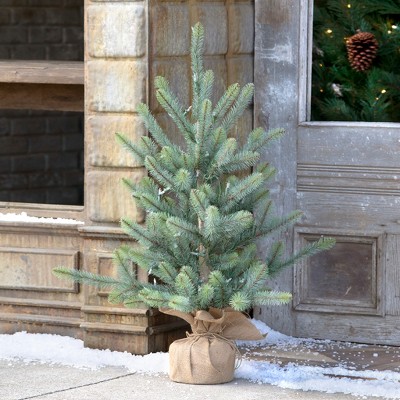 Park Hill Collection 36" Burlap Wrapped Blue Spruce Seedling with LED Battery Lights