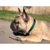 Country Brook Design Martingale Heavyduty Nylon Dog Collar - 2 of 4