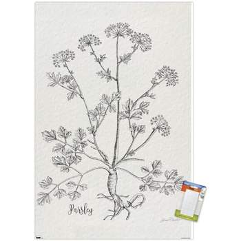 Trends International Jean Plout - Botanical Studies on Paper Parsley Unframed Wall Poster Prints