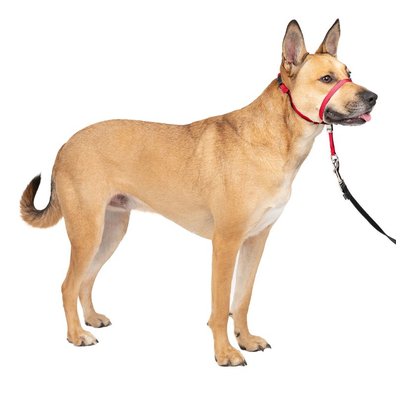 PetSafe Gentle Leader Headcollar Adjustable Dog Harness, 1 of 9