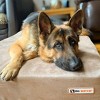 Big Barker 7" Orthopedic Dog Bed - Sleek Edition - 3 of 4
