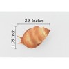 Collectible Wildlife Gifts | Sea Snail, Conch Shell, Ocean, Beach, Sea Life, Plastic Model, Realistic,  Animal, Life Like, Gift,  2 1/2"   F6023 B378 - 2 of 4