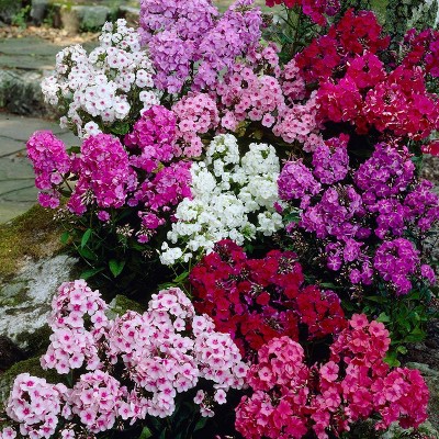 Van Zyverden Set of 12 Tall Phlox Mixed Roots