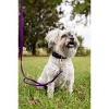 Country Brook Petz Deluxe Nylon Dog Leash, 6 Foot - 3 of 4