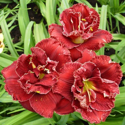 3ct Daylily Stellar Double Rose Roots - Van Zyverden