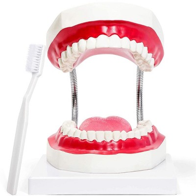 Juvale Mouth Teeth Model with Toothbrush for Dental Care - Foldable Oral Hygiene Model