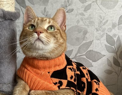 Guest review image 1 of 1, zoom in