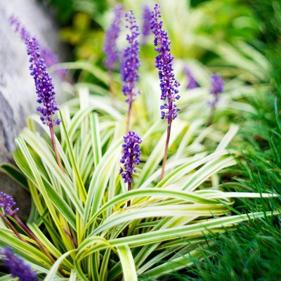 2.5qt Variegated Liriope Plant with Purple Blooms - National Plant Network