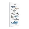 Stupell Industries Shark Chart Watercolor Marine Animals Wall Plaque Art, 13" x 19" - 2 of 4
