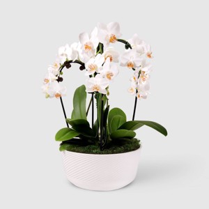 Live 8" Waterfall Orchid Houseplant in Planter - Good Little Garden™ - 1 of 4