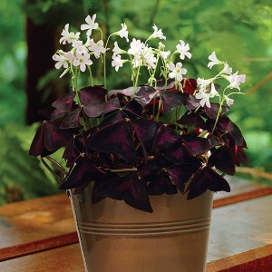 Van Zyverden 6ct Oxalis White Flower Bulb Set with Artisan Decorative Planter - 1 of 3