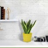 Unique Bargains Home Garden Office Round Shape Plastic Flower Pot - 4 of 4