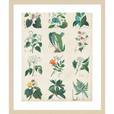 Botanical Schema II Natural Wood Framed Wall Art Print
