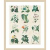 Amanti Art Botanical Schema II by Vision Studio Wood Framed Wall Art Print - 4 of 4