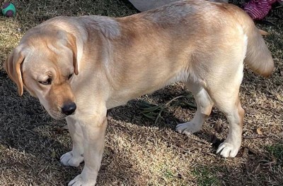 Guest review image 1 of 1, zoom in