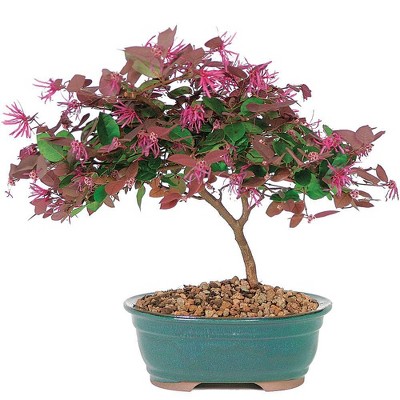 Medium Fringe Flower Outdoor Live Plant - Brussel's Bonsai