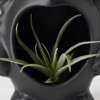 Halloween Night Sprites Live Houseplant - Good Little Garden™ - 3 of 4