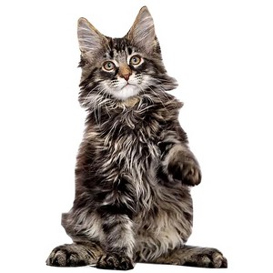 LEMONSODA Cardboard Cutouts (Black Maine Coon Cat) - 1 of 1