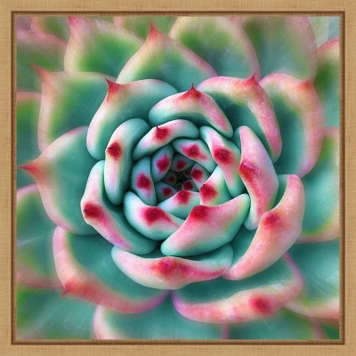 Deep Red Tips Succulent Canvas Print with Frame
