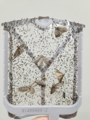 Zevo Flying Insect Trap Kit + Refill kit 818135014980