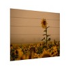 Trademark Fine Art Dan Ballard Sunflowers Fog Wood Slat Art - 2 of 4