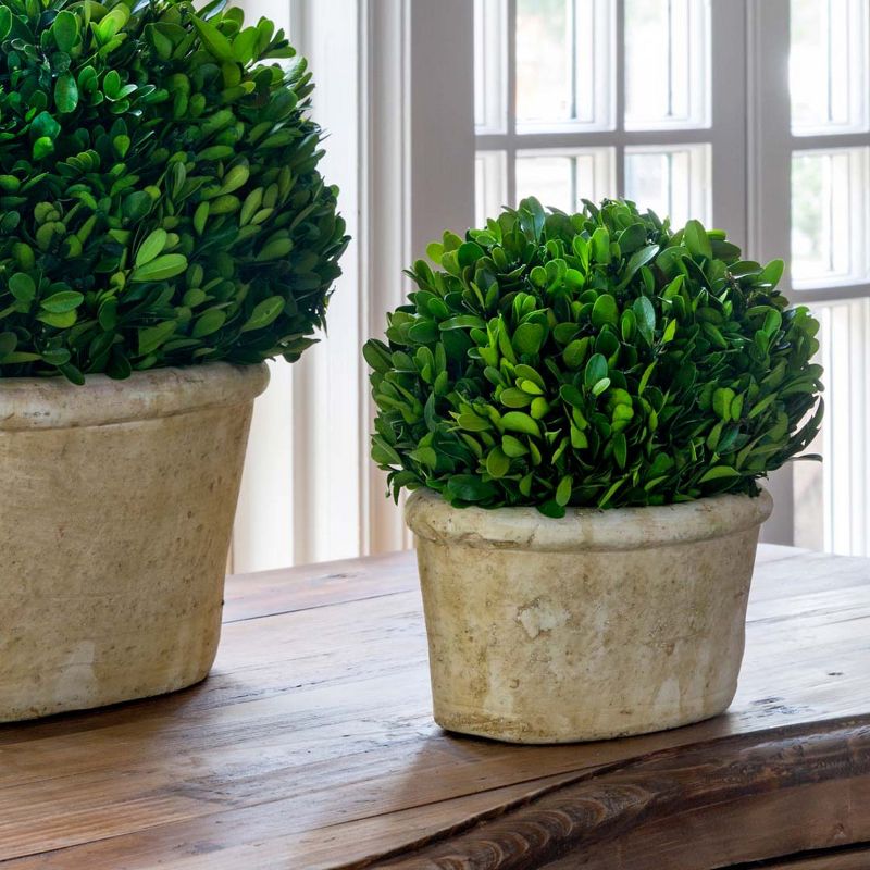 Park Hill Collection Potted Oval Preserved Boxwood Small, 2 of 5