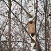 Outer Trails Japanese Cedar Wooden Owl Houses, Composite Weather Tight Roof, Bark Front - image 2 of 4