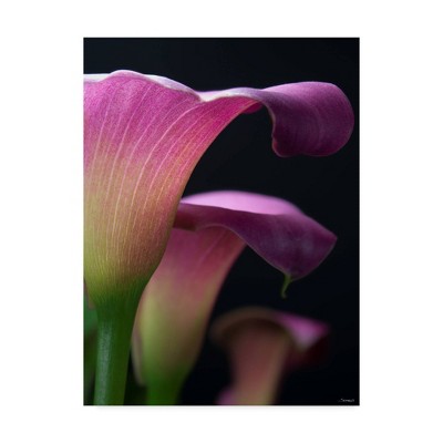 35" x 47" Lily Petals by Gordon Semmens - Trademark Fine Art