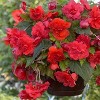 Van Zyverden Set of 5 Cascade Begonias Odorosa Bulbs Red Sunset - 2 of 4