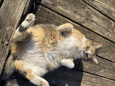 Guest review image 1 of 4, zoom in