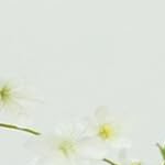 150cm | white
