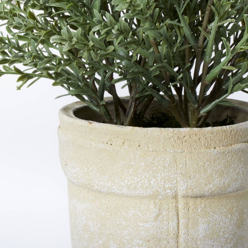 Flowering Thyme Potted - Threshold&#8482; designed with Studio McGee, 4 of 5