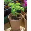 Burpee 3" Round Seeding Tool Fiber Pot 4.25"x3.25" - 2 of 4