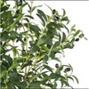 Wikineon Oakpark Faux Olive Tree in Black Plastic Pot. - 4 of 4