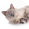 Hauspanther Stacks Cat Toys by Primetime Petz Playtime Pleasures for Every Furry Friend - 3 of 3