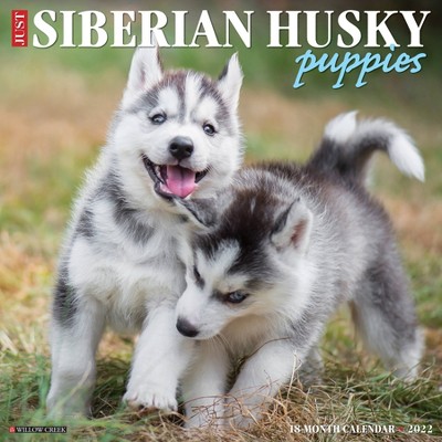 Photo 1 of 2022 Wall Calendar Just Siberian Husky Puppies - Willow Creek Press