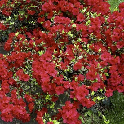 2.5qt Girard Crimson Azalea Plant with Red Blooms - National Plant Network