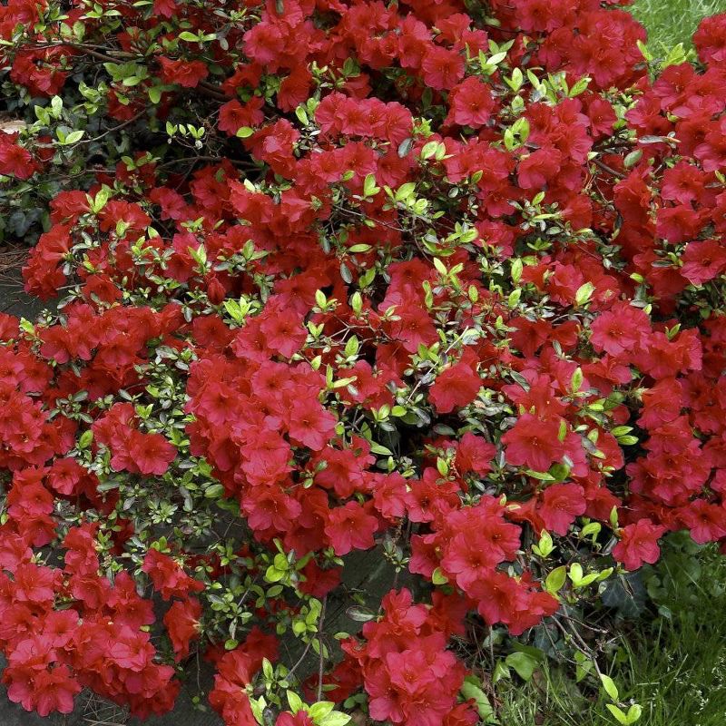 2.5qt Girard Crimson Azalea Plant with Red Blooms - National Plant Network, 1 of 6