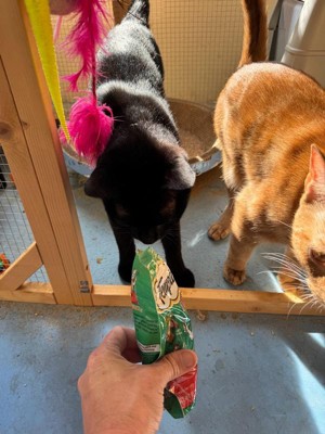 Guest review image 2 of 4, zoom in