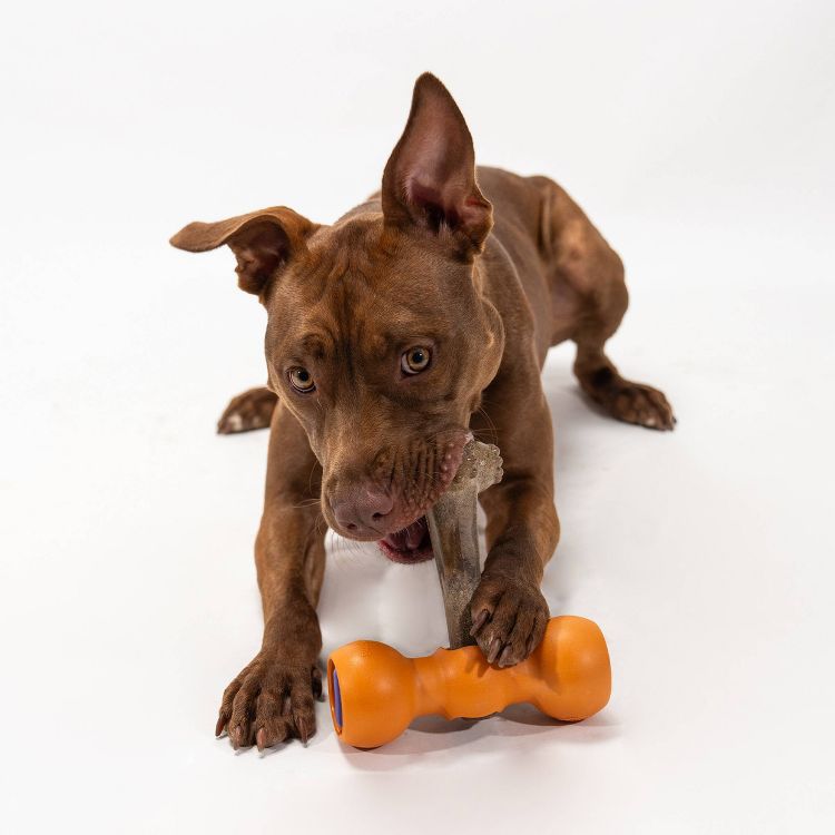 Bow Wow Labs Epic Chew Superblend Beef Flavor Bone Dog Treat, 5 of 8