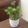 Gardenised White Flower Pot Self Watering Planter, 6 Pack - 4 of 4