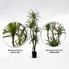 Cypress & Alabaster | Yucca In Growers Pot - 4 of 4