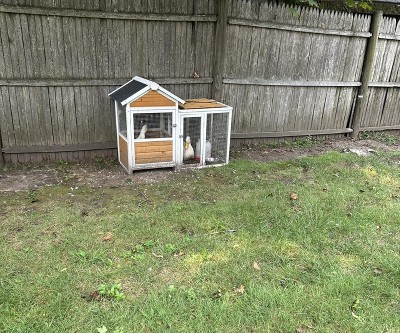 Guest review image 1 of 1, zoom in