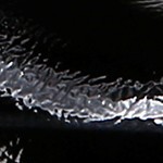 black patent