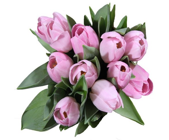 Encore Floral Light Pink Tulips - 10ct