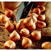 Van Zyverden 25ct Bulbs Tulips Little Beauty - 2 of 4